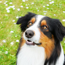 犬の目のこと！どんな色や種類があるの？