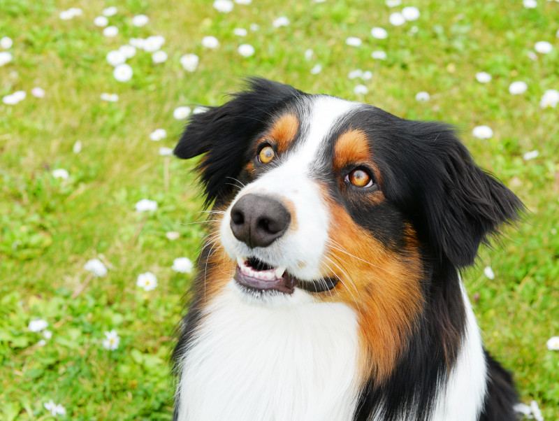 犬の目のこと！どんな色や種類があるの？