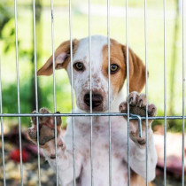 里親になるには？保護犬・保護猫の幸せのために私たちができること～前編～