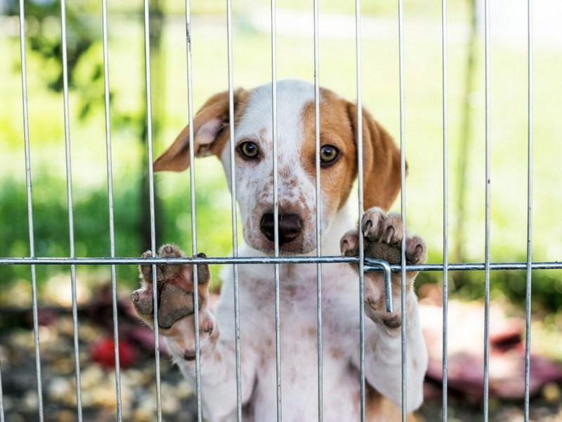 里親になるには？保護犬・保護猫の幸せのために私たちができること～前編～