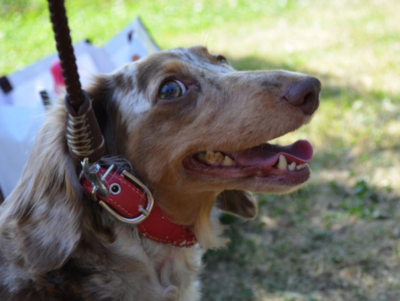 犬が狂犬病にかかったらどうなるの？正しい知識を身につけよう