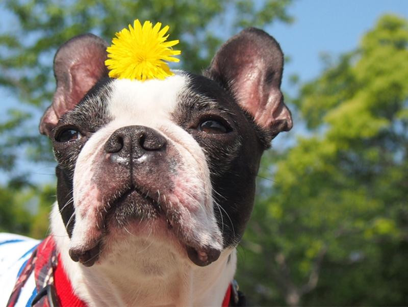 犬の花粉症は人よりつらい?!その症状とは