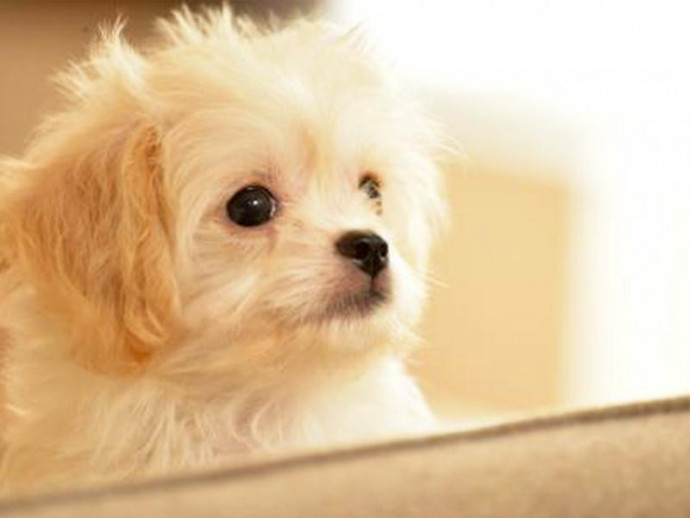 今大人気のミックス犬！種類や特徴まとめ