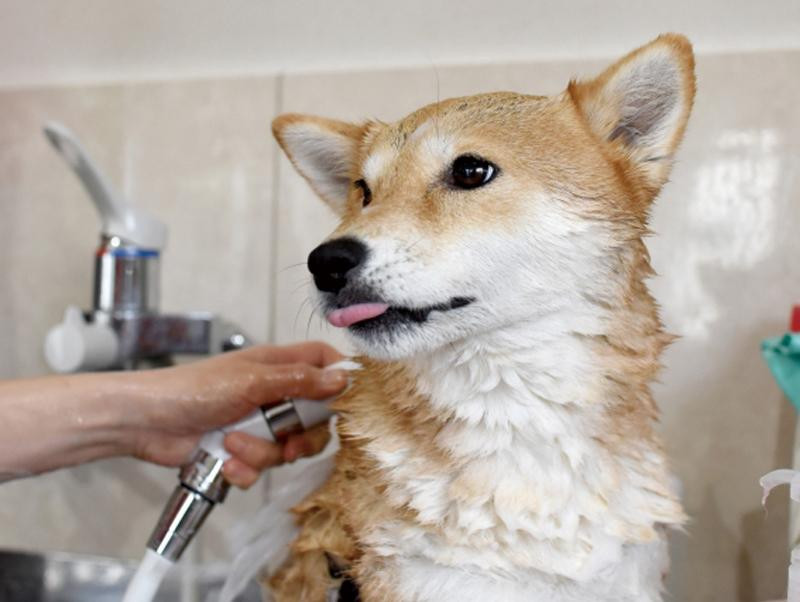 愛犬・愛猫の体についたウイルスや汚れ、きちんと洗えてる？