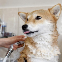 愛犬・愛猫の体についたウイルスや汚れ、きちんと洗えてる？