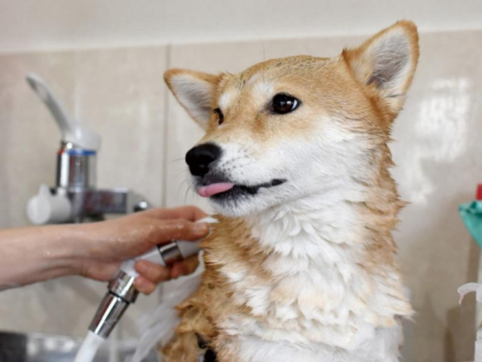 愛犬・愛猫の体についたウイルスや汚れ、きちんと洗えてる？