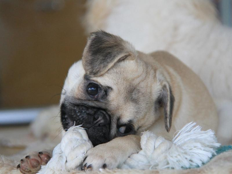 パグってどんな犬？性格・飼い方・特徴についてご紹介