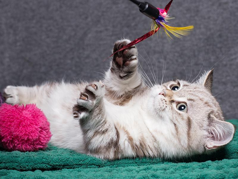 マンチカンってどんな猫？性格・飼い方・特徴についてご紹介