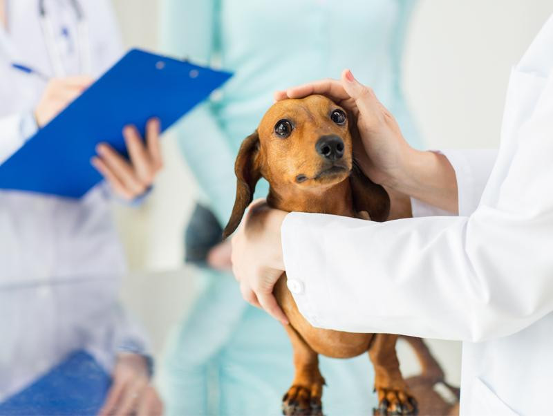 愛犬の健康管理、病気にならないためのポイントは？