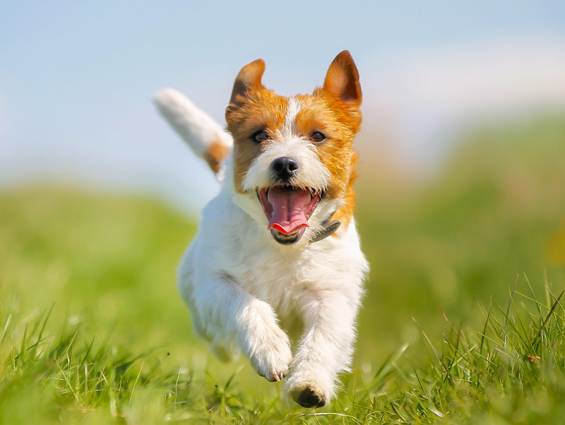 愛犬の口臭が気になる 犬の口臭の原因と対処法について 記事 わんにゃ365 今日も明日もワンダフル