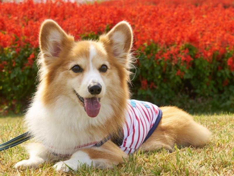 犬の歯磨きはいつからするの 歯磨きの練習方法をご紹介 記事 わんにゃ365 今日も明日もワンダフル