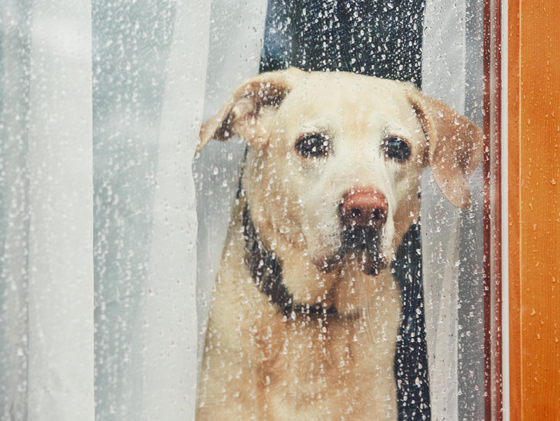 梅雨の湿度に注意！犬の体調管理に気をつけることは？