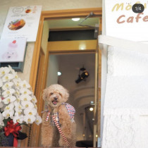 【大阪】わんちゃんと一緒に美味しいコーヒーでくつろぎのひととき 　大阪府高槻市に「Ⅿofu’s Café　モフズカフェ」第一号店オープン