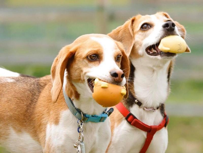 元気いっぱい！仲良しビーグル犬のご紹介