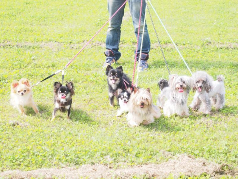 犬の散歩は足りていますか？年齢、犬種など愛犬に合った”散歩”をしよう