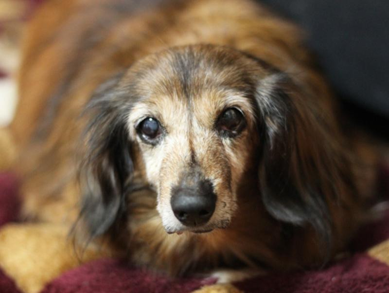 シニア犬の生活、過ごしやすい環境をつくってあげよう