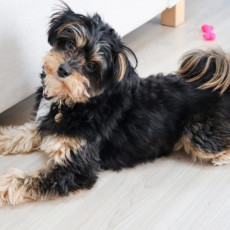 今日はミックス犬の日！ミックス犬と雑種犬の違いとは？