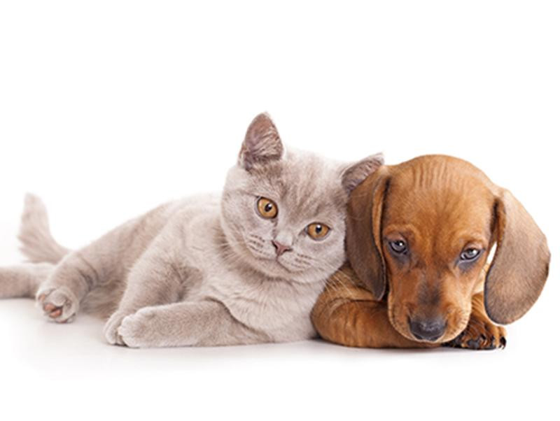 犬や猫と生活をすると飼い主の健康状態がよくなる？！