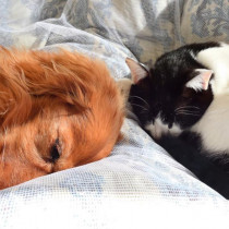 「わんにゃ投稿」に投稿しよう！犬猫写真を上手にかわいく撮影するには？