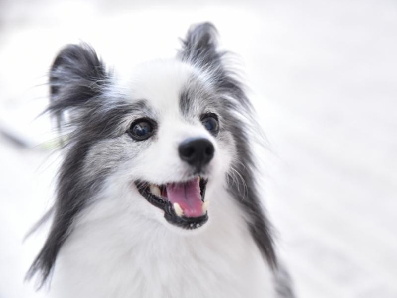 念願の犬との暮らし～知っておきたい犬の基礎知識～