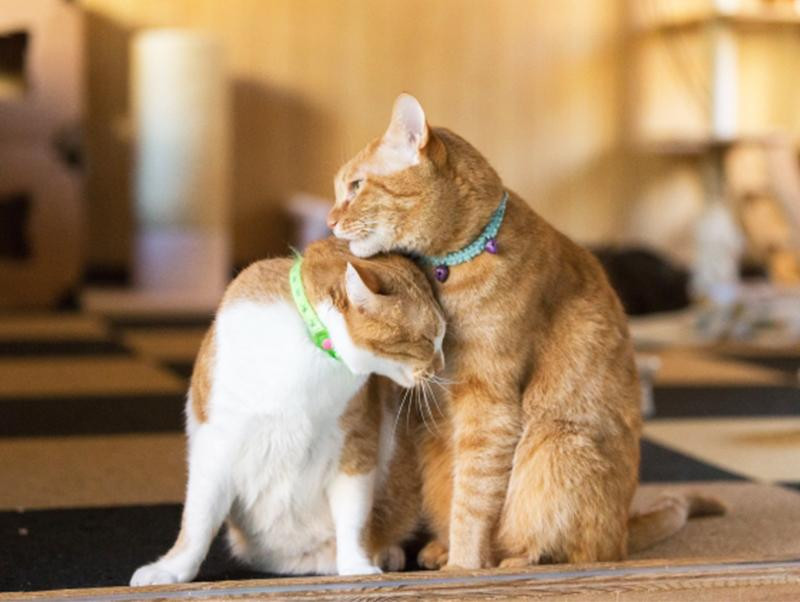 念願の猫との暮らし～知っておきたい猫の基礎知識～