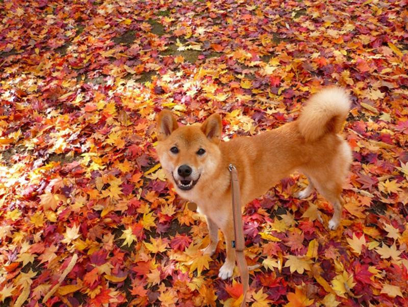 季節の変わり目。犬にも体調の変化はある？