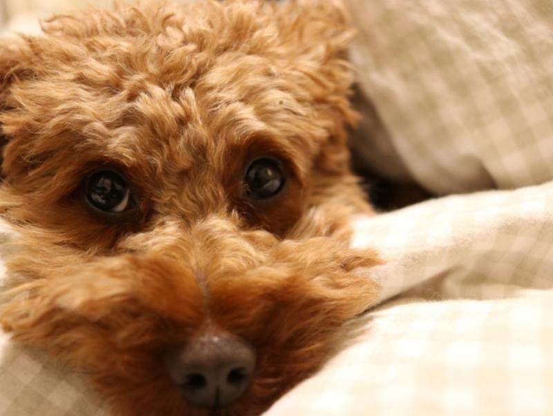 犬の寒さ対策！秋から冬にかけて気をつけること