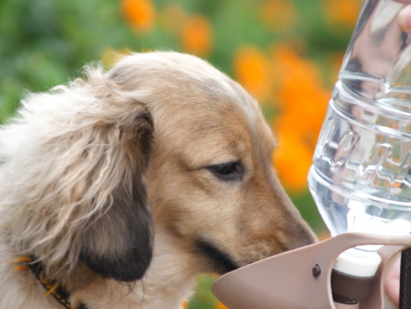 犬の体に必要な水分量と、犬が水を飲まない理由