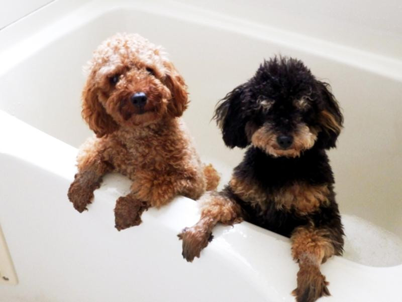 今日は「いい風呂の日」愛犬、愛猫はお風呂が好き？お水が苦手な子もこれでピカピカ！