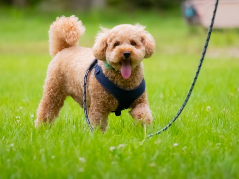 犬のトイレトレーニング、失敗ゼロで快適に暮らすには