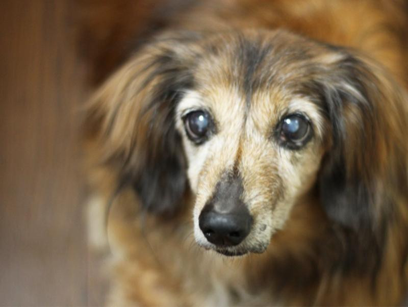 犬の老化のサインを見逃さない 愛犬のために知っておこう 記事 わんにゃ365 今日も明日もワンダフル