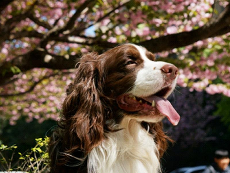 犬の混合ワクチン接種前に知っていてほしいこと