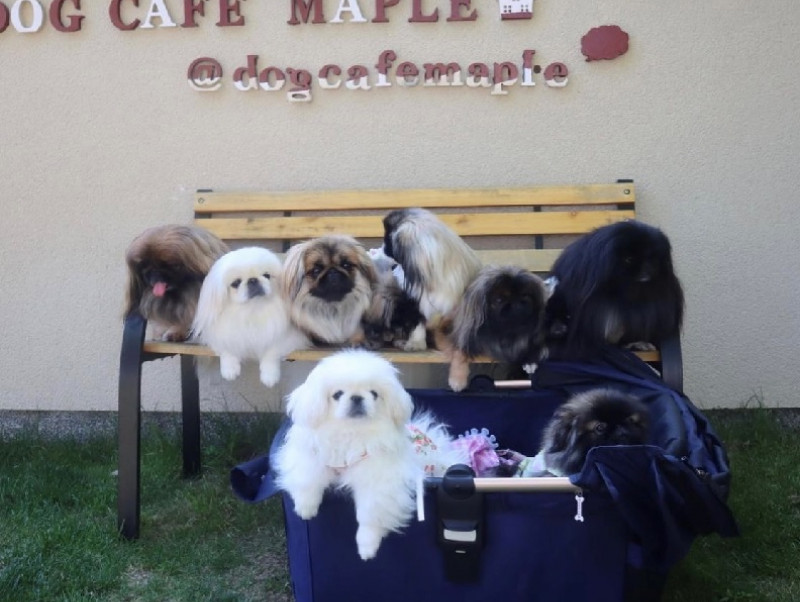 【奈良】愛犬家が集う注目のドックカフェ！奈良県北葛城郡「DogCafe MAPLE(ドッグカフェ メイプル)」