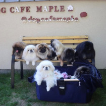 【奈良】愛犬家が集う注目のドックカフェ！奈良県北葛城郡「DogCafe MAPLE(ドッグカフェ メイプル)」