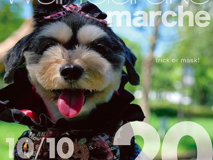 犬の おしり歩き が気になる その理由と考えられる疾患について 記事 わんにゃ365 今日も明日もワンダフル 犬の おしり歩き が気になる その理由と考えられる疾患について 記事 わんにゃ365 今日も明日もワンダフル