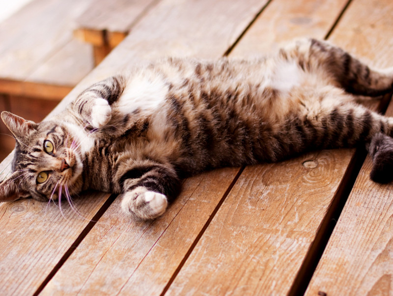 【自分で飼育できない方向け】野良猫と出会った時にできる対策法とは？