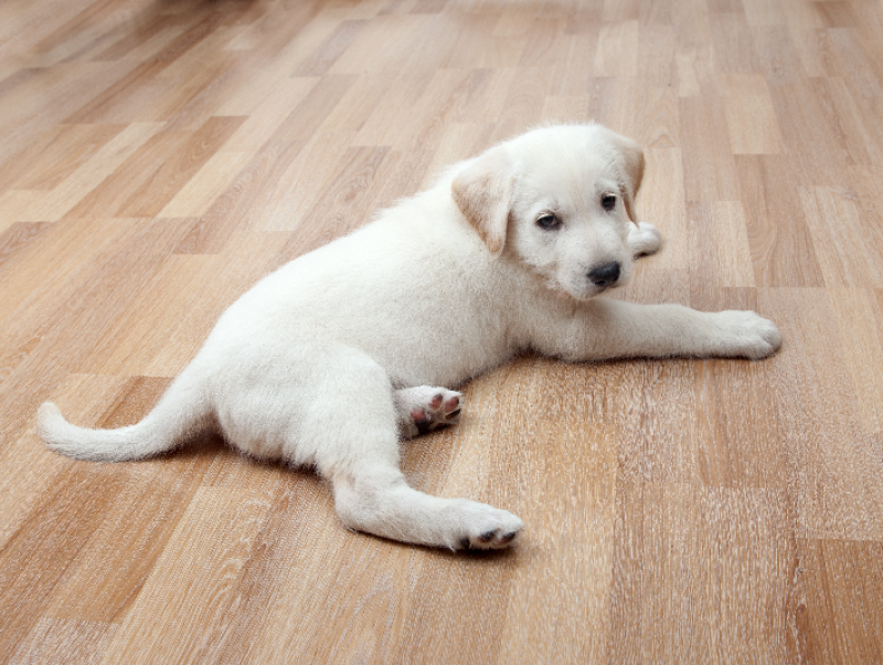 愛犬・愛猫と楽しい毎日を過ごすために♪ふしぶしケアを見直そう！