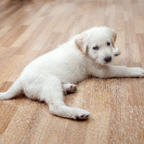 愛犬・愛猫と楽しい毎日を過ごすために♪ふしぶしケアを見直そう！