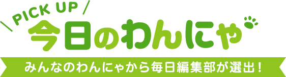 今日のわんにゃ わんにゃ投稿から毎日編集部が選出！