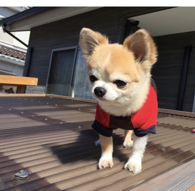 日光浴してるんだ〜。ポカポカ陽気に、ぼく眠くなりそう🐶🐶💕💕