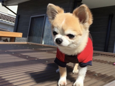 日光浴してるんだ〜。ポカポカ陽気に、ぼく眠くなりそう🐶🐶💕💕