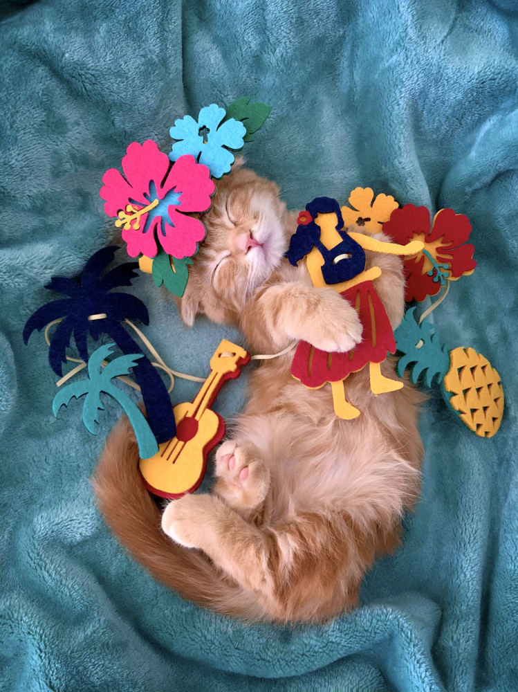 アロハ〜🌴🌺😻