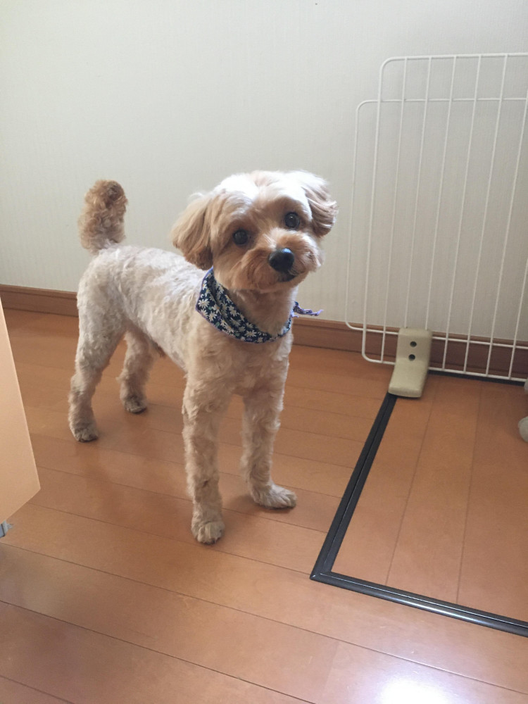 さっぱりしたワン✂️