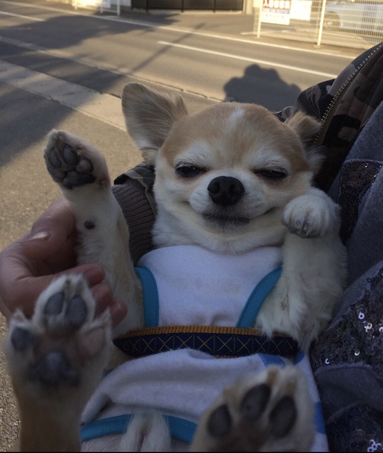 とみちゃんの腕の中、とても、最高なんだぁ〜🍀🍀🐶