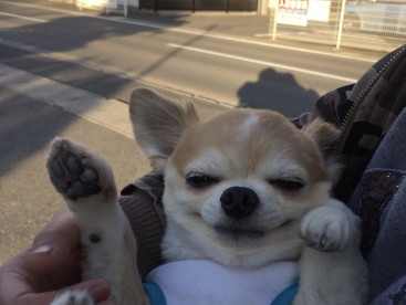 とみちゃんの腕の中、とても、最高なんだぁ〜🍀🍀🐶