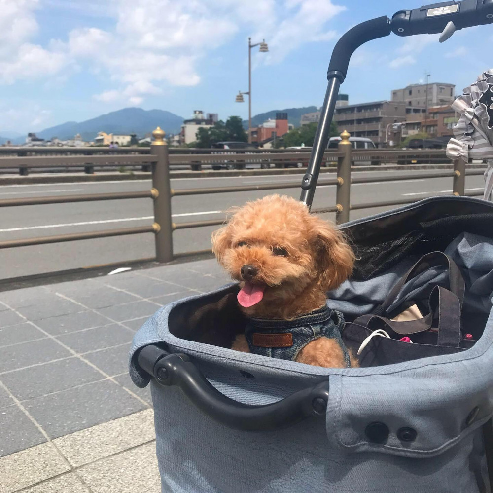 暑い日はカートでお出かけ🐶アイスノン持って❣️