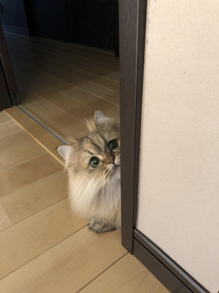 ひょっこり🐱