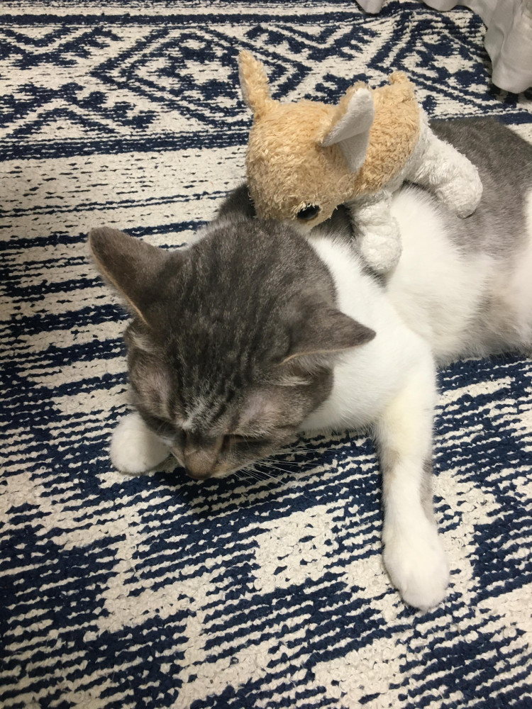 なんか乗せられてるでー