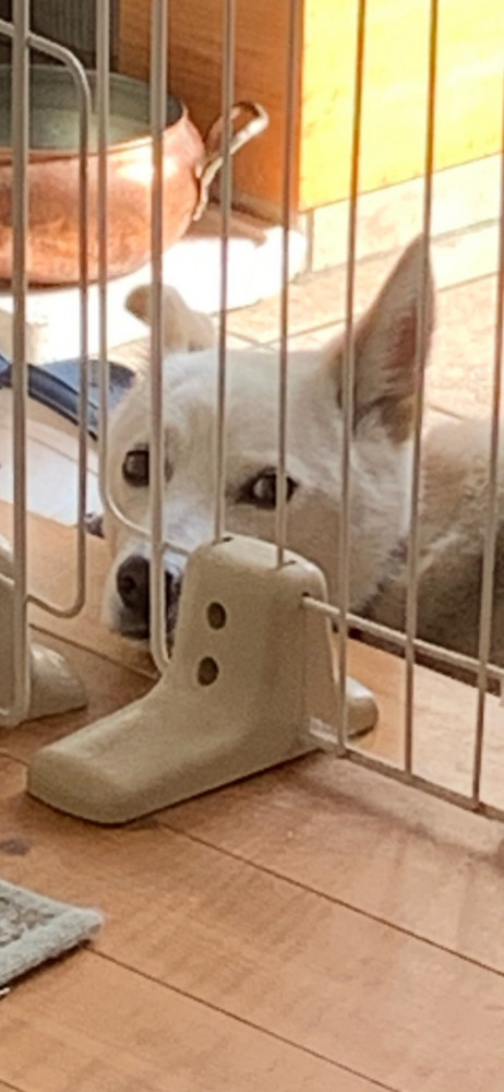 僕もお部屋に入りたいなぁ〜🐶