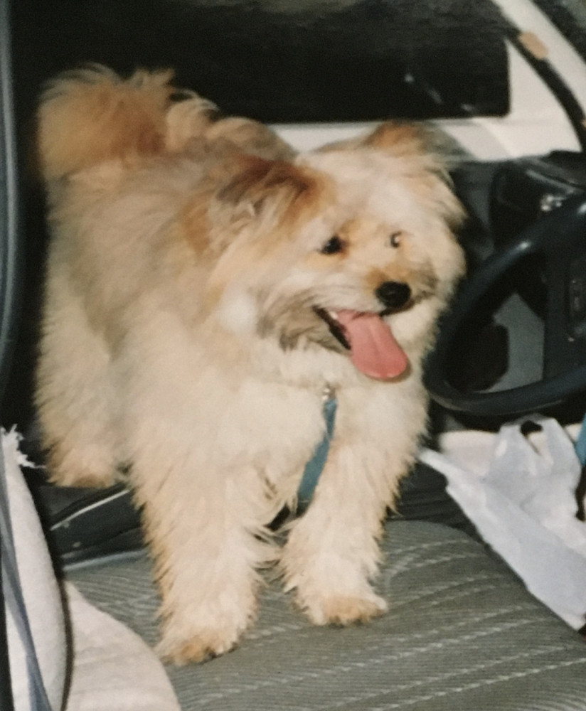 幼き頃のラッキー。
🚘が大好きなんだ❤️嬉しいなぁ〜🐶